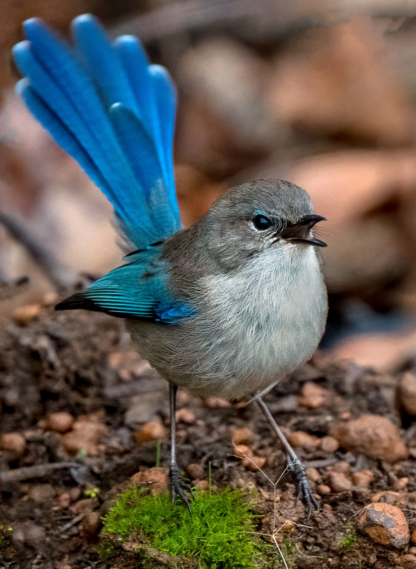 BLUE WREN 2-FULL DRILL DIAMOND PAINTING 35*50CM